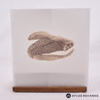 Brand New Mene 7" Vinyl Record - Front Cover & Record